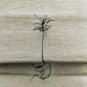 May include: A young evergreen seedling with a slender, dark stem and fine, needle-like green leaves. The roots are visible, appearing as a tangled mass of dark brown. The background is a light beige, textured fabric.