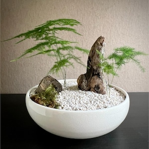 May include: A small zen garden in a white ceramic bowl. The arrangement includes small green plants, rocks, and a piece of driftwood, set on white pebbles. The bowl sits on a black surface against a neutral background.