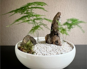May include: A miniature zen garden in a white ceramic bowl. The arrangement features small green plants, rocks, and a piece of driftwood, all set on a bed of white pebbles. The bowl is placed on a black surface against a neutral background.