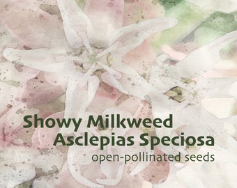 Showy Milkweed, Asclepias Speciosa, Pre-Chilled seeds [12] for Your Native Pollinator Garden.