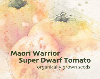 Maori Warrior Super Dwarf Tomato Seeds [10], bi-color beefsteak. HARD-TO-FIND