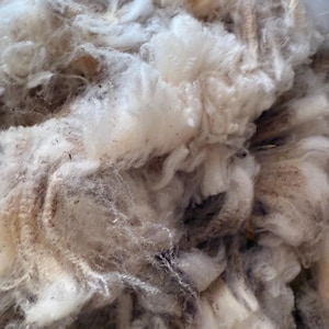 Targhee #6 Raw Wool Fleece From 2025 Shearing. Micron is Under 24 ...