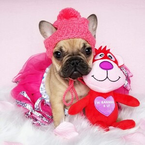 French Bulldog Dog Crochet Beanie pom pom hat dog toque gorrito