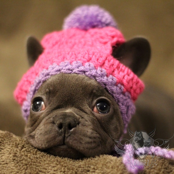 canidae all life stages chicken meal & rice formula dry dog food