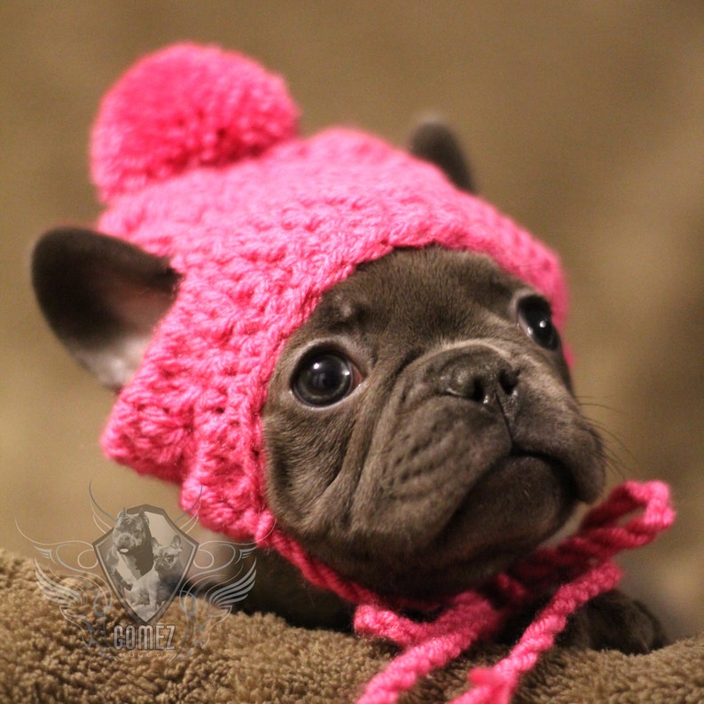 May include: A small, grey French bulldog puppy wearing a pink knitted hat with a pom-pom on top.