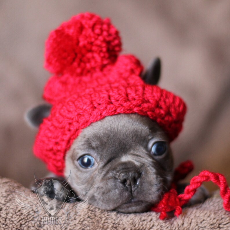 polo beanie french bulldog