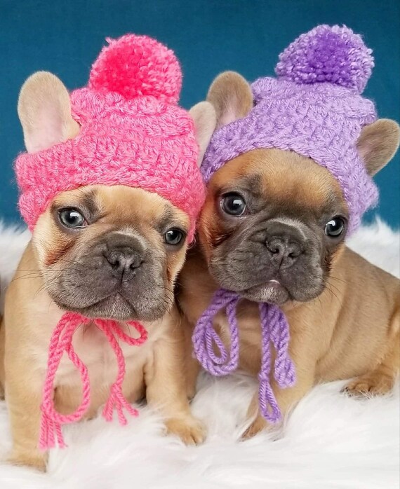 puppy hats