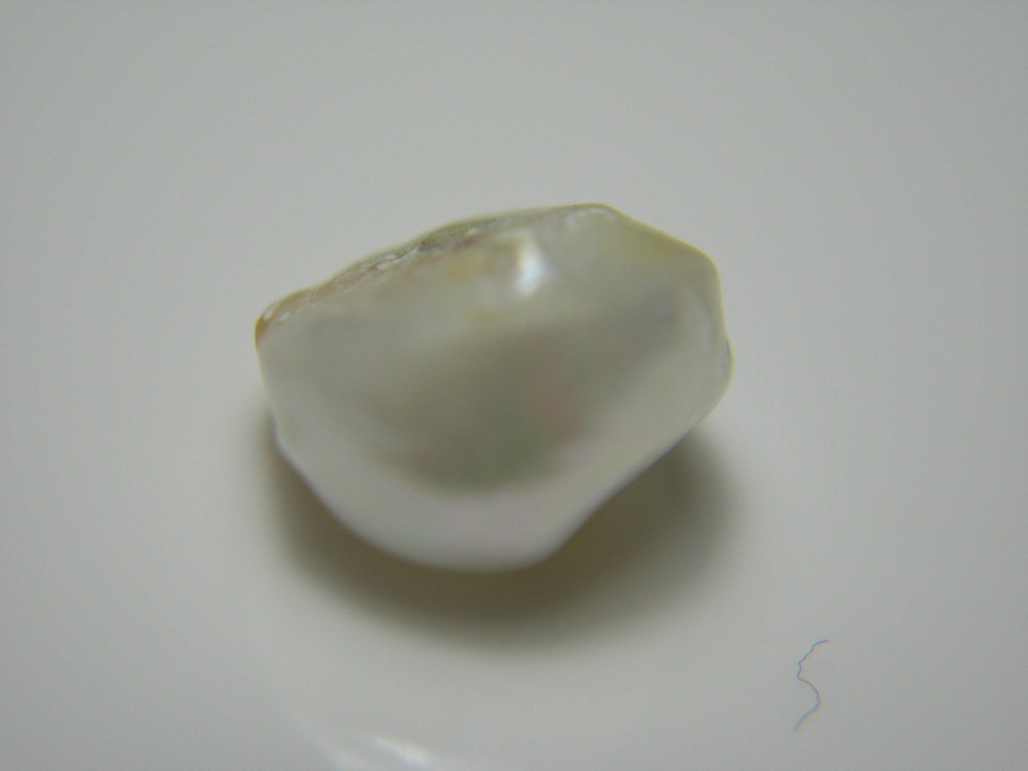 Muy raro Natural Mississippi River Pearl Uncultured 1/2 Etsy