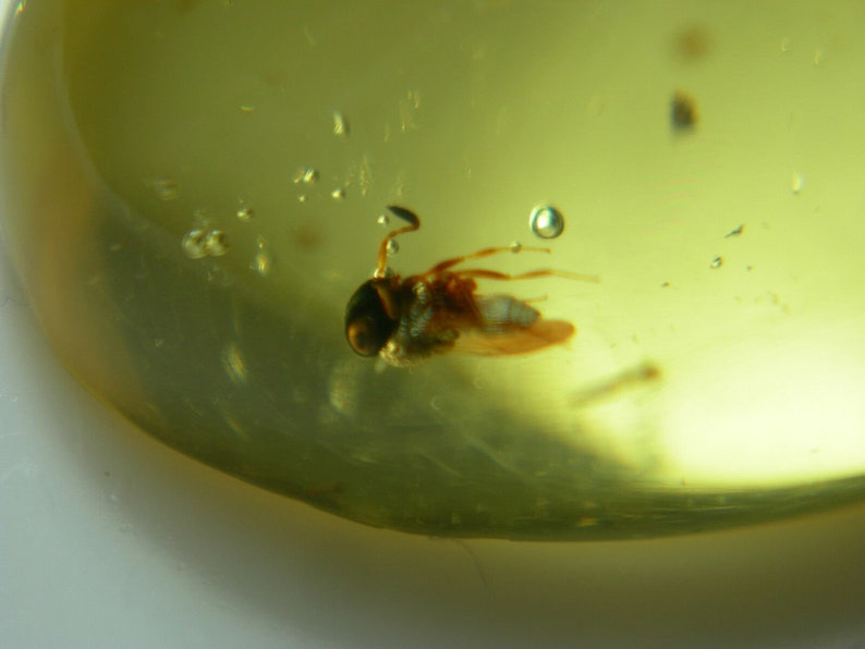 CLOSEOUT 5.40ct very rare gem Copal cab FOSSIL INSECT in tree sap Natural genuine Colombia Fluorescent Loose Untreated Collector Cabochon