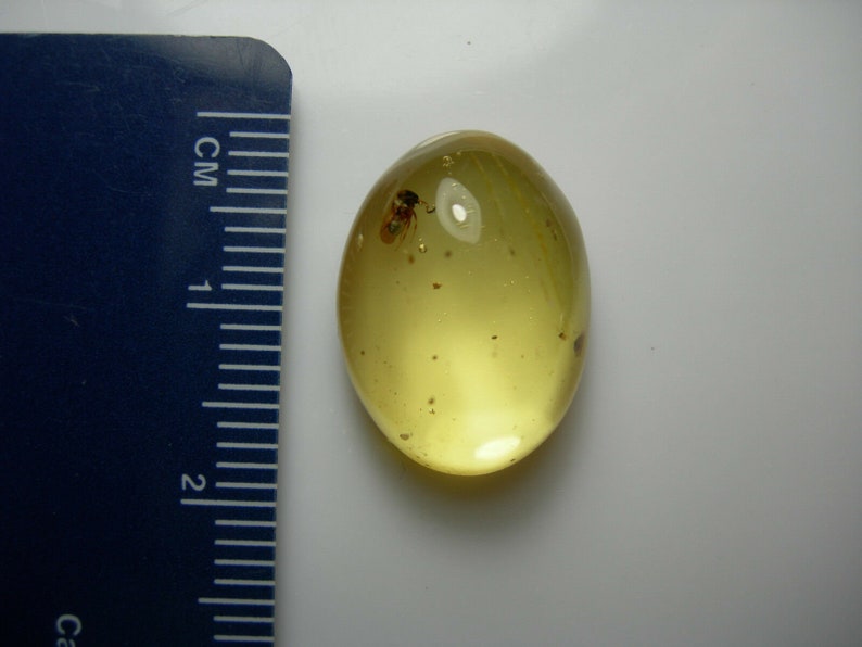 CLOSEOUT 5.40ct very rare gem Copal cab FOSSIL INSECT in tree sap Natural genuine Colombia Fluorescent Loose Untreated Collector Cabochon