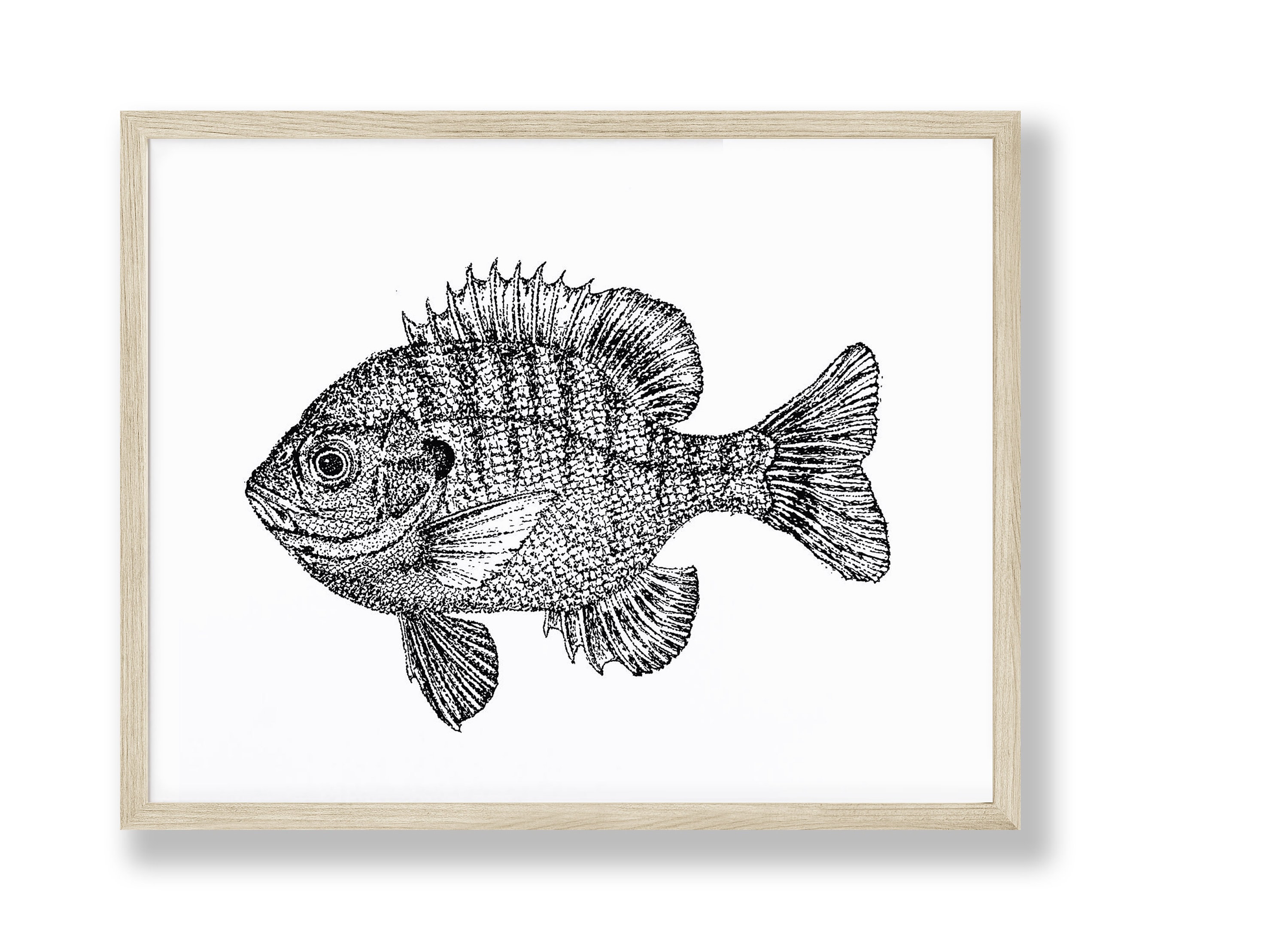 5 X 7 Sunfish Illustration 
