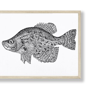 5 x 7 Crappie Illustration