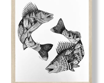 Illustratie 8 x 10 snoekbaarzen