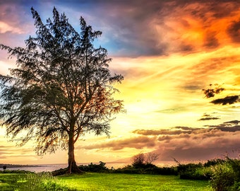 Hawaiian Tree- Metal print