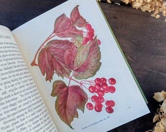 Nature Rambles di Edward Step - Dall'autunno all'inverno - Guida illustrata alla campagna naturalistica - Vecchio libro vintage