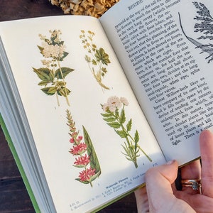 Nature Rambles by Edward Step Summer to Autumn Illustrated nature countryside guide Vintage old book image 6