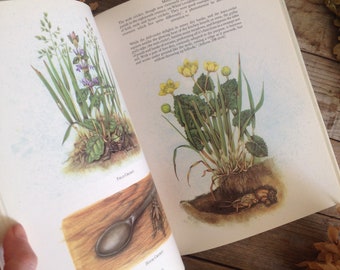 A Selborne Year Countryside nature guide - Botanical Book - Wildflowers - Botanical Art