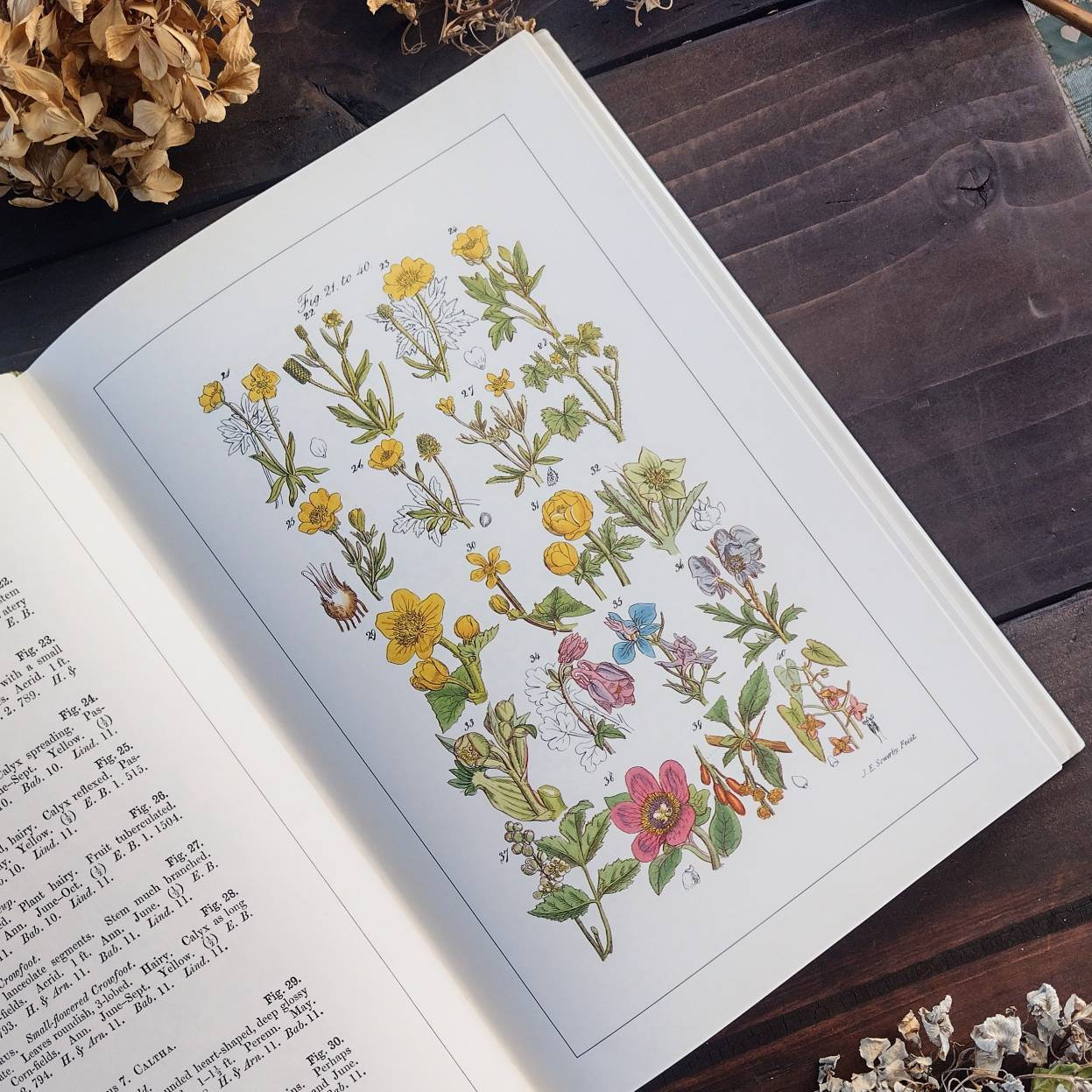 Wild Flowers - Sowerby - Antique Illustrated Book - Etsy