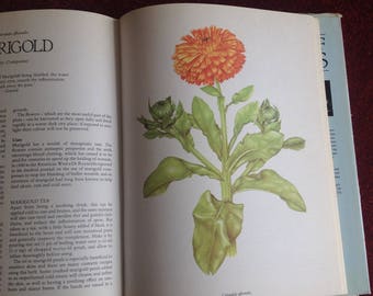 May include: A close-up illustration of a marigold flower with orange petals and green leaves. The text "Calendula officinalis" is printed below the image.