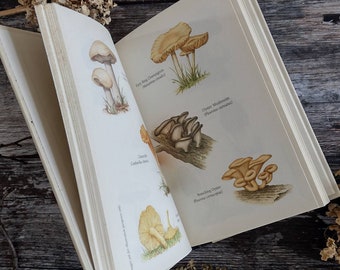 Guide to Mushrooms & Toadstools  - Watercolour Artist - Painting book - Creative gift