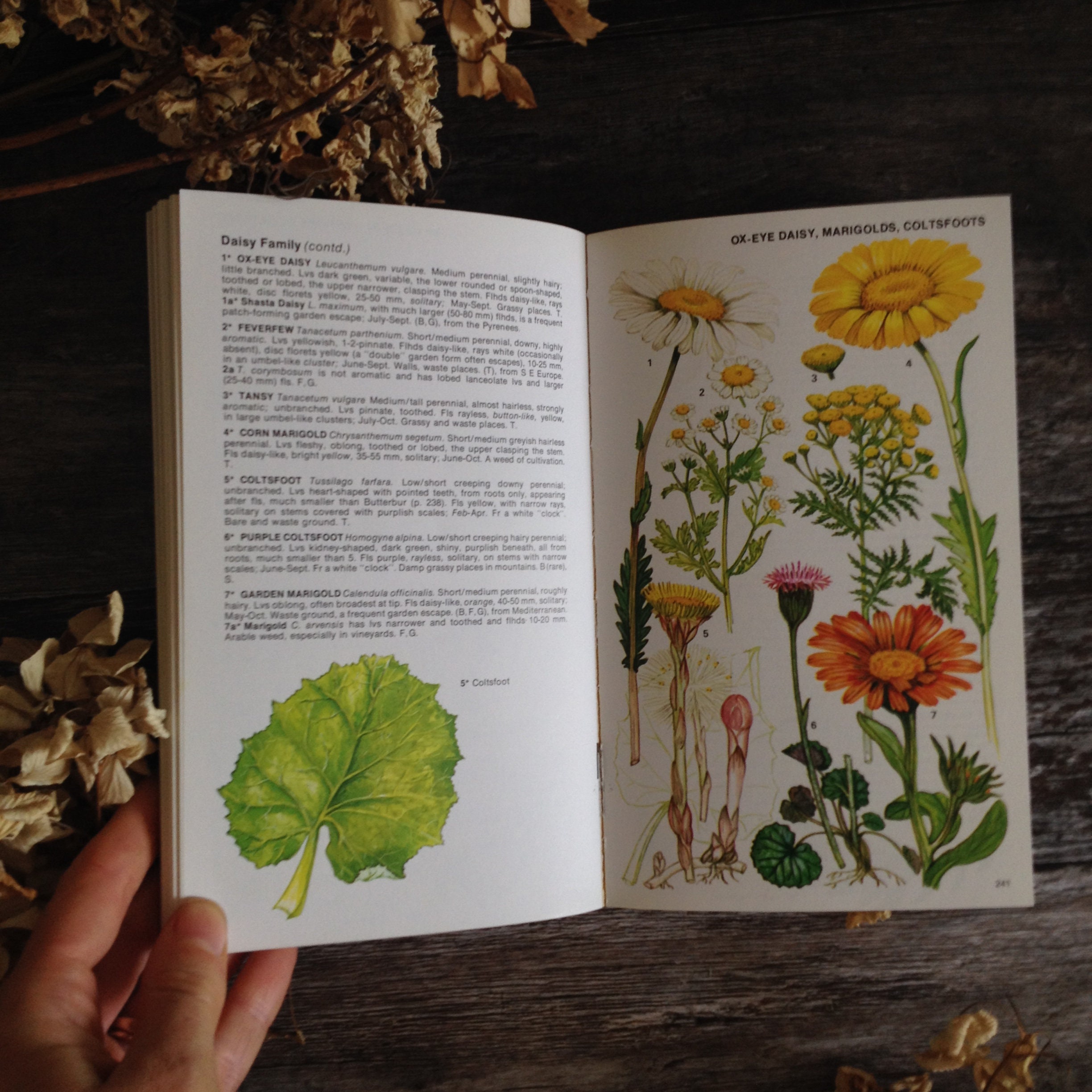 Wildflower Guide Nature Guide Vintage book Botanical Art Etsy