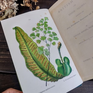 Victorian British Ferns and Their Allies - Antique Book - Fern Guide - Watercolour Artist - Vintage Botanical Gift