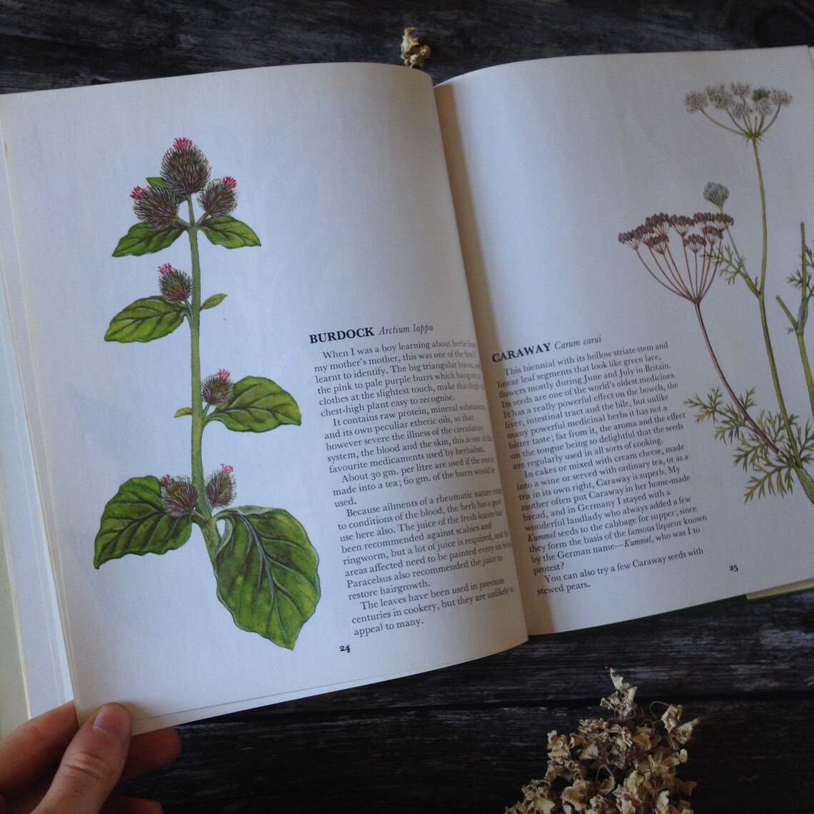 Herbs vintage guide Book Herbal Nature Guide Herboristerie Etsy