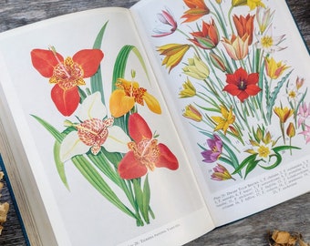 1960s Garden Flowers Bulb Book - Botanical Book - Watercolour Artist - Painting book - Gift for artist -  Creative gift - Nature Book