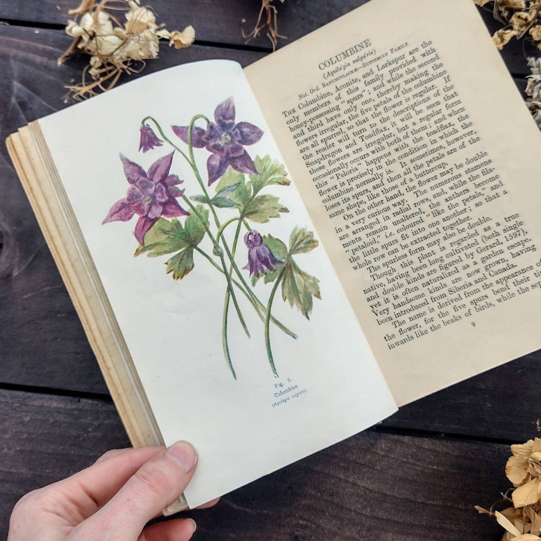 British Wild Flowers by Henslow Antique Illustrated Vintage Etsy