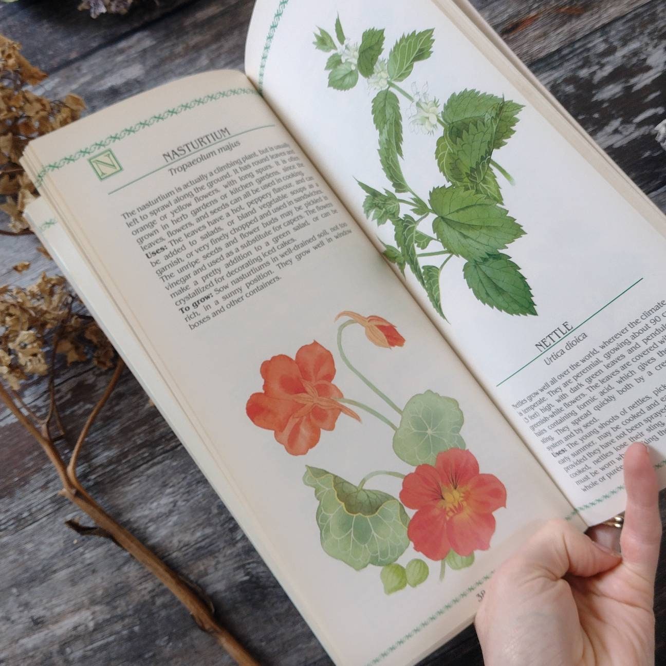 Vintage Herbs and Spices Book Nature Guide Herbalism Etsy