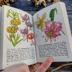 Little Garden Flowers Vintage Book - Guida naturalistica - Old Herbalism