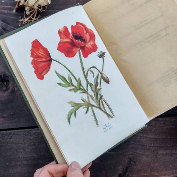 British Wild flowers by Henslow - Antique illustrated Vintage book - antiquarian