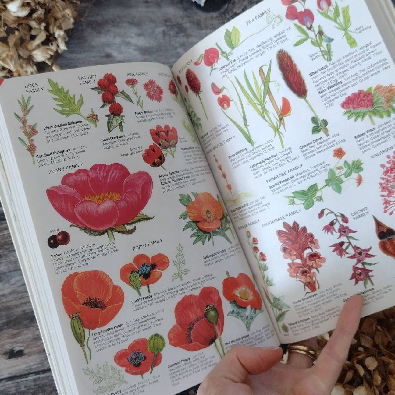 Marjorie Blamey Wildflower Book Libro Botánico Acuarelista - Etsy España Marjorie Blamey Wildflower Book Libro Botánico Acuarelista - Etsy España