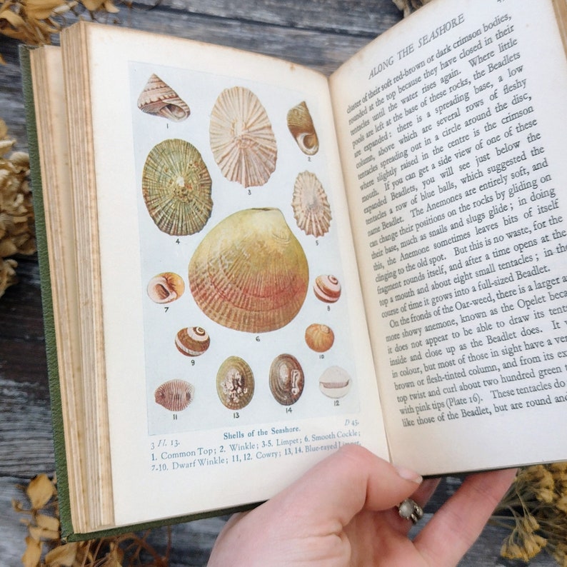 Nature Rambles by Edward Step Summer to Autumn Illustrated nature countryside guide Vintage old book image 2