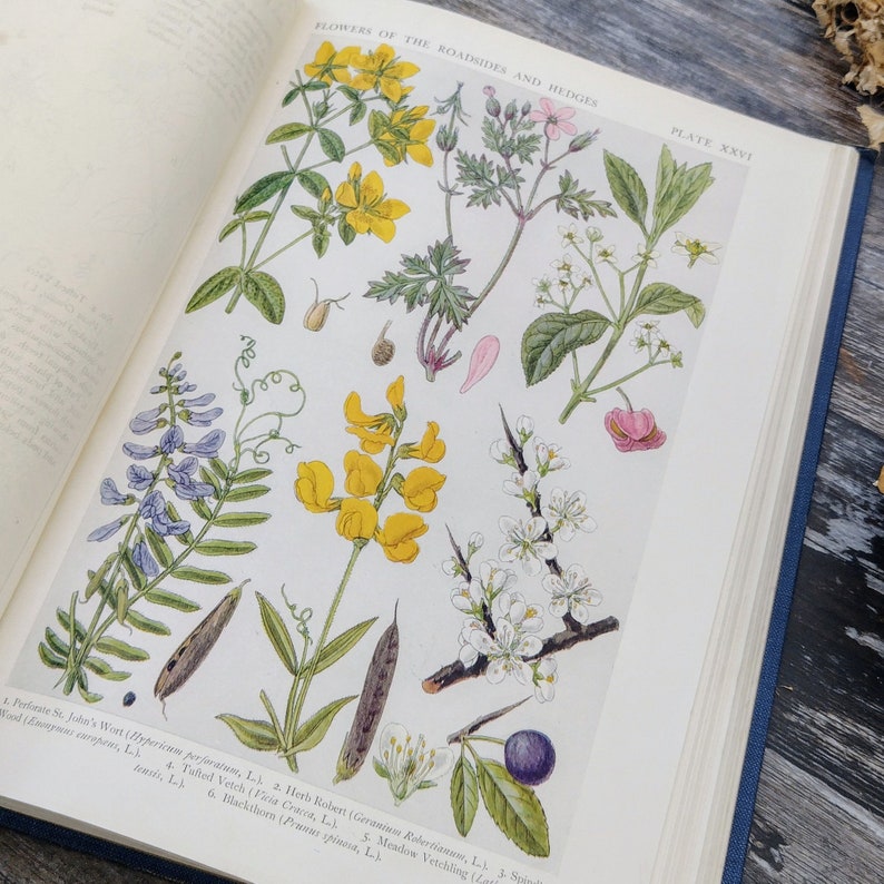 RIESIGE Britische Wildblumen von Wald Straßenrändern und Hecken 1919 Antikes Botanisches Buch Bild 6