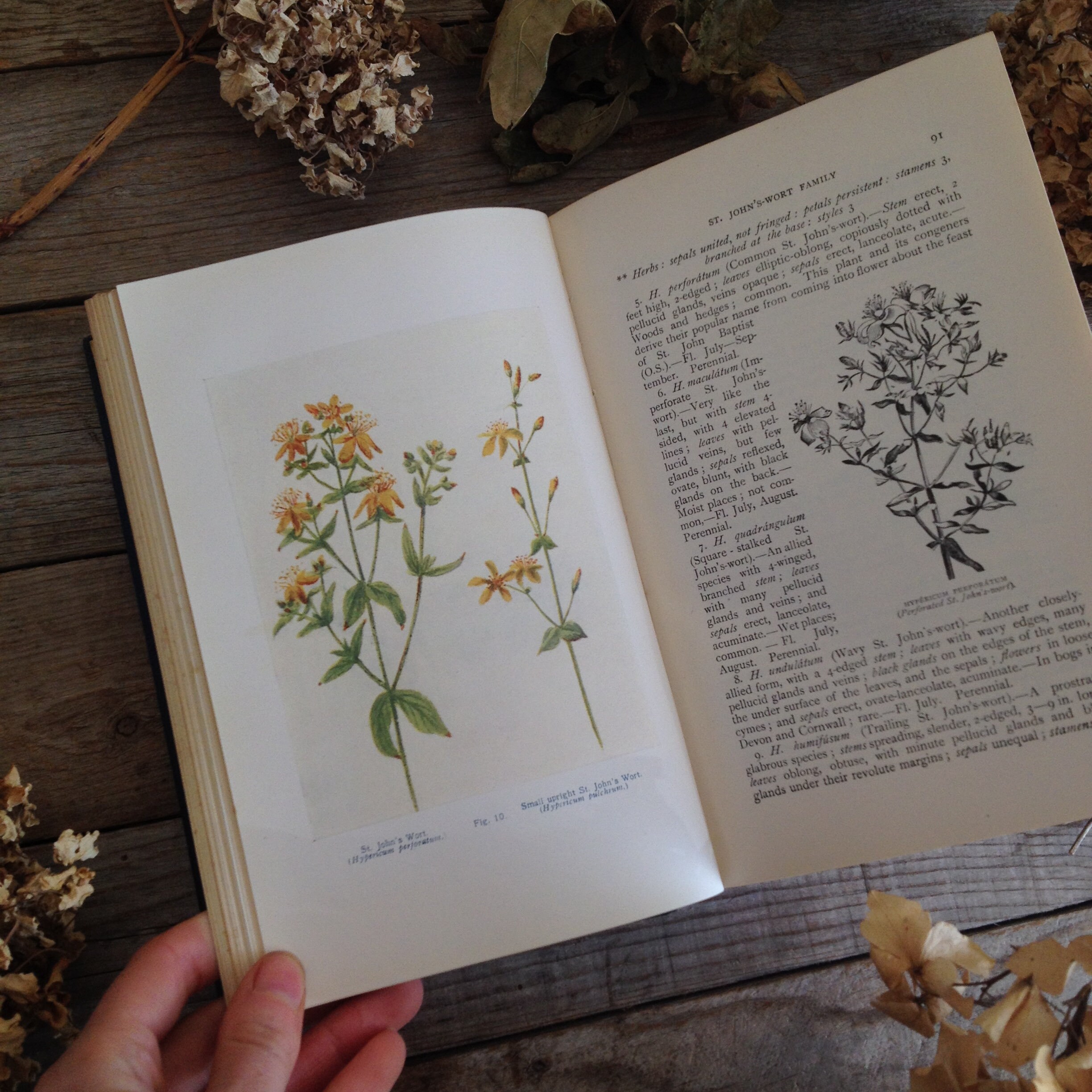 Antique flowers Vintage book Flowers of the Field Etsy