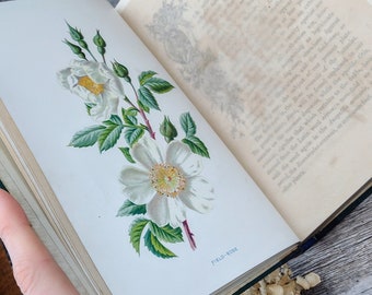 Familiar Wildflowers Antique - Watercolour Artist - Leather Binding