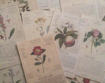 Antiquarian Botanical Floral Ephemera Pack - Vintage junk journal - Botanical Nature illustrations