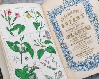 Antique Cyclopedia of Botany - Herbal - Old Botanical plants guide