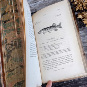 Very old 1836 - History of British Fishes - rare Illustrated Collectable antiquarian nature Book - Volume 1