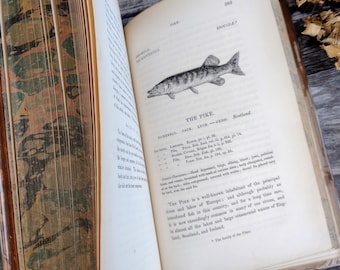 1836 History of British Fishes Book: Illustrated Antiquarian Collectible - Volume 1