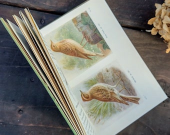 Nature Rambles by Edward Step  - Summer to Autumn -  Illustrated nature countryside guide - Vintage old book