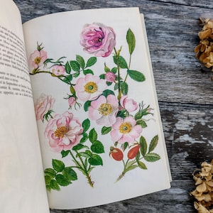 Kitchen Herbs and Spices Herbal Vintage Book - Nature Guide -  Old Herbalism