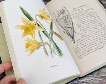Familiar Wildflowers Antique - Vol 2 - 1900s - Watercolour Artist