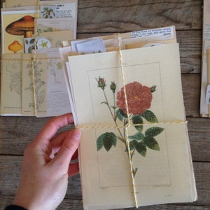 Kit de correspondant botanique Ephemera plantes à base de plantes, plantes médicinales et plantes comestibles - papiers vintage - journal indésirable - carnet de voyage