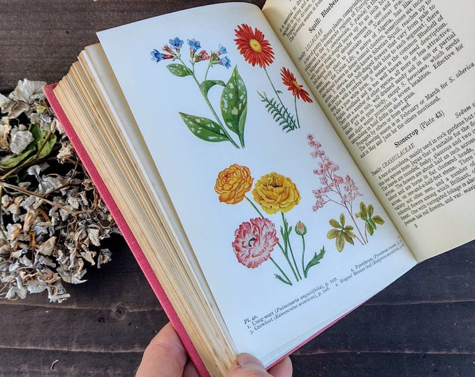 illustrated book of garden flowers