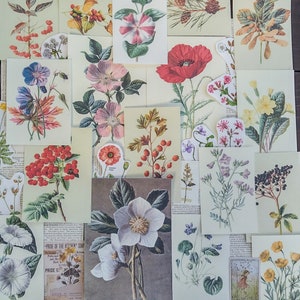 Fleurs sauvages et fruits de la campagne - kit de correspondant Flower Nature Ephemera - papiers vintage - journal indésirable - carnet de voyage
