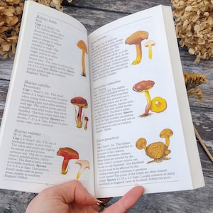 Taschenführer für Pilze und andere Pilze, illustriertes Vintage Naturbuch