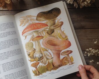 Natural History Guide to Mushrooms. Toadstools and Ferns - Vintage Illustrated Nature Botanical Book