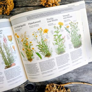 Readers Digest Field Guide - Etsy